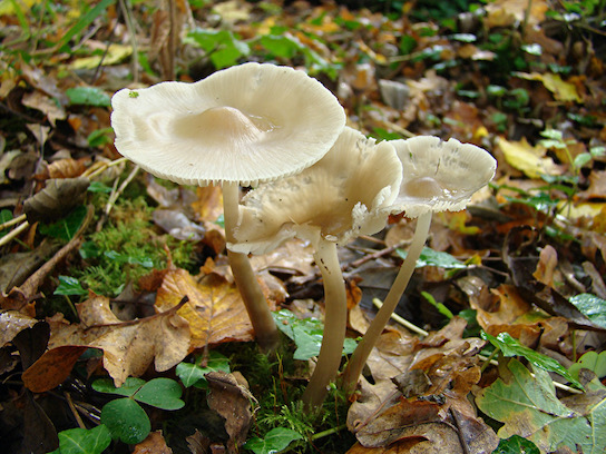 fairy ring champignon